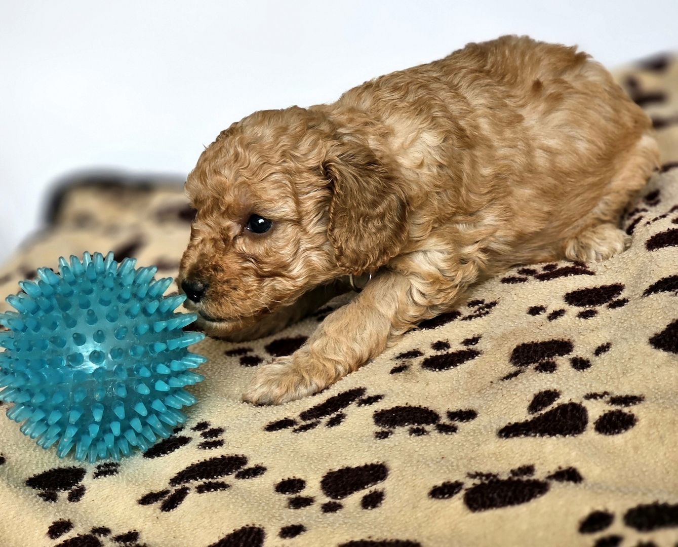 Zwergpudel Welpe Red/Aprico