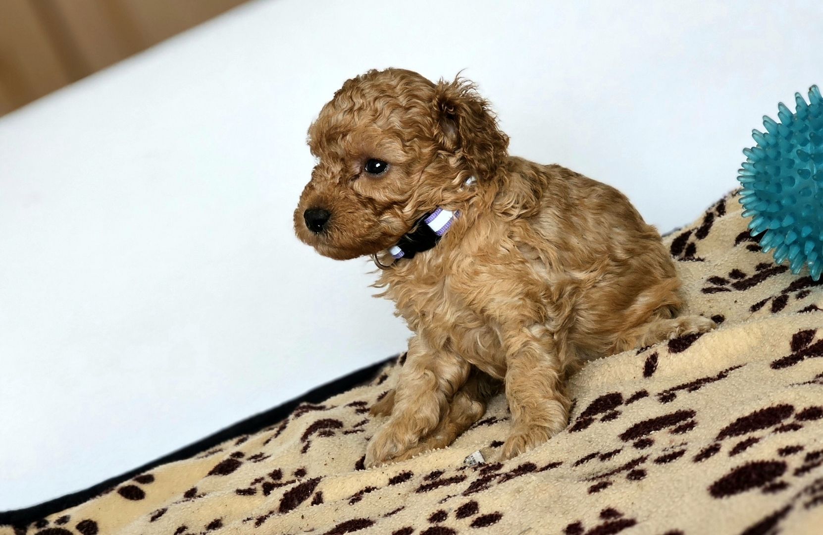 Zwergpudel Welpe Red/Aprico