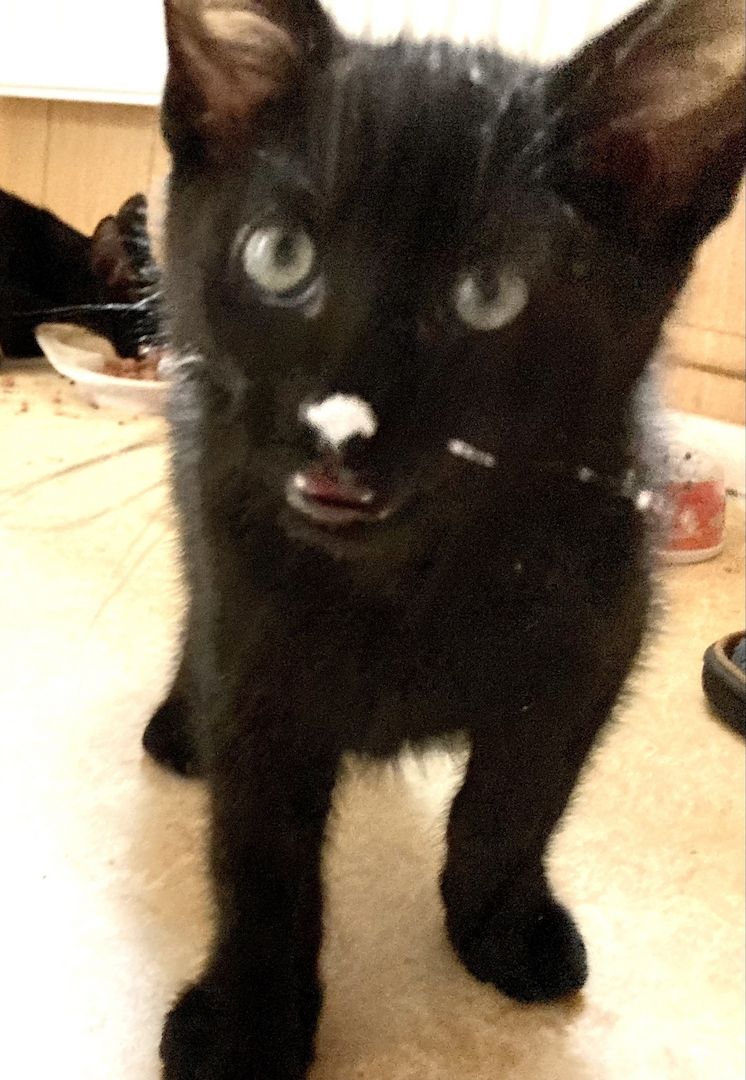 Nubi - OKH MIX - sehr lieb im Wesen und mystisch schwarz