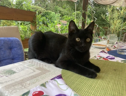 Blacky - der schwarze Panther