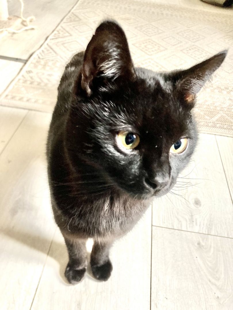 Blacky - der schwarze Panther