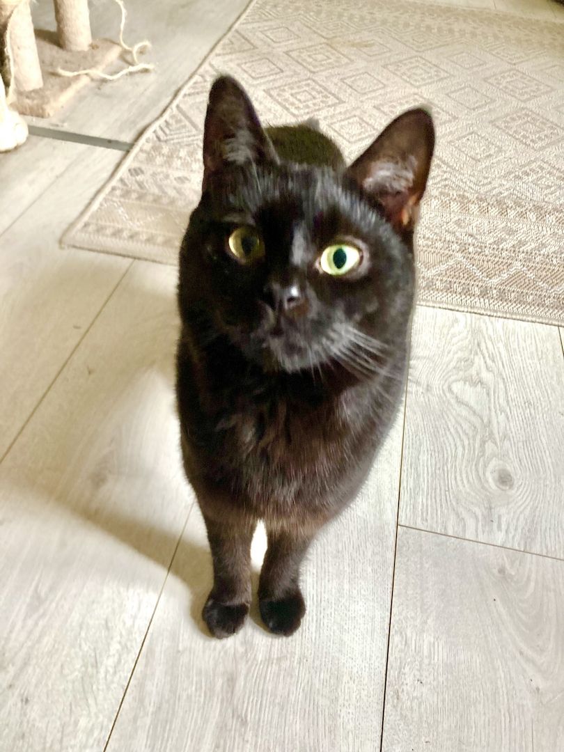 Blacky - der schwarze Panther