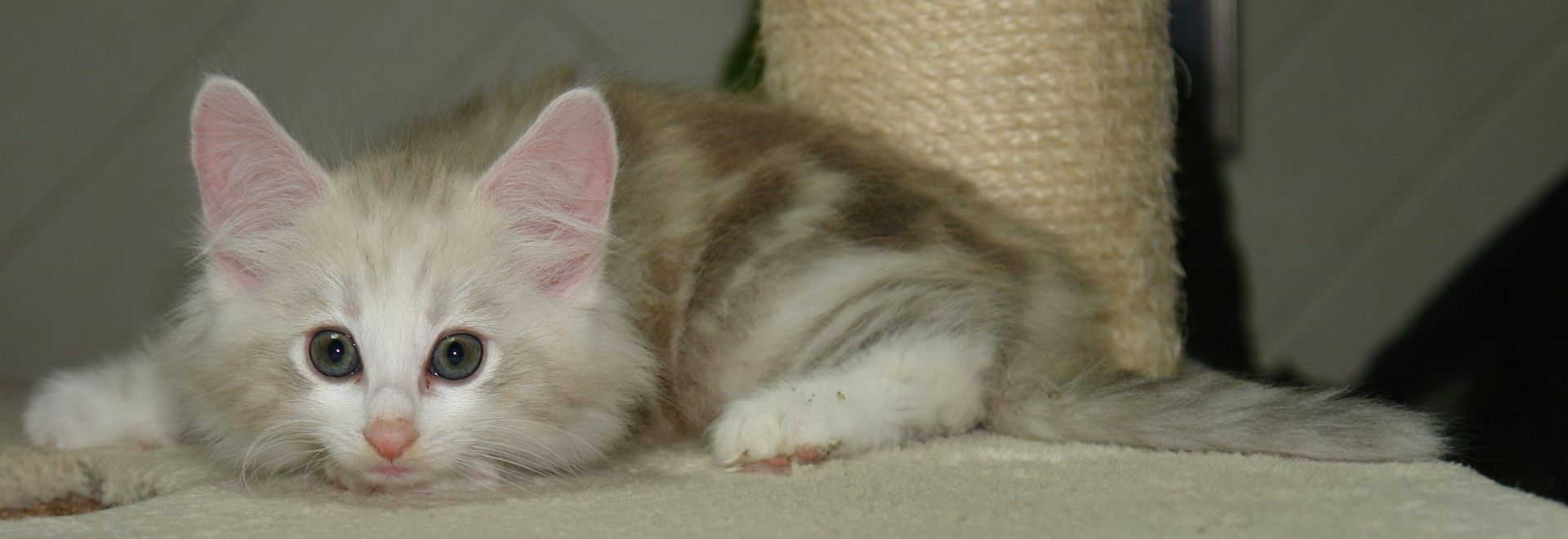 Norwegische Waldkatzen mit Papieren