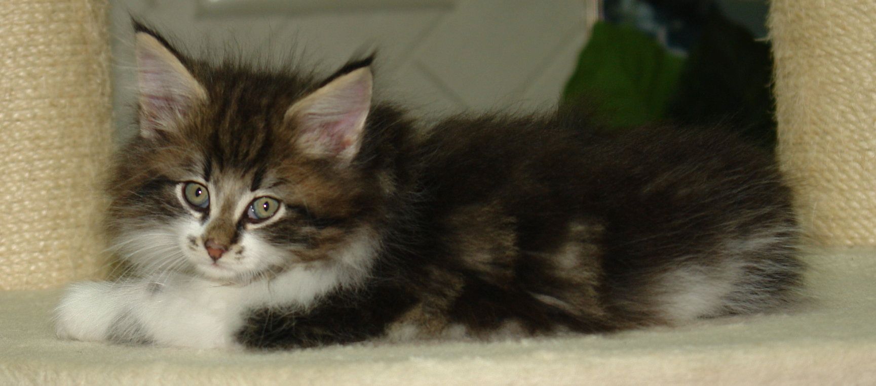 Norwegische Waldkatzen mit Papieren