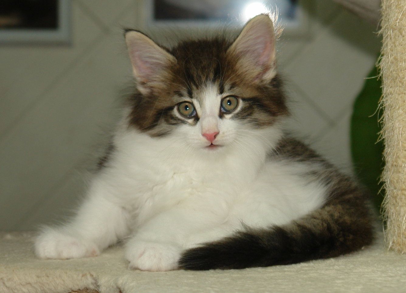 Norwegische Waldkatzen mit Papieren