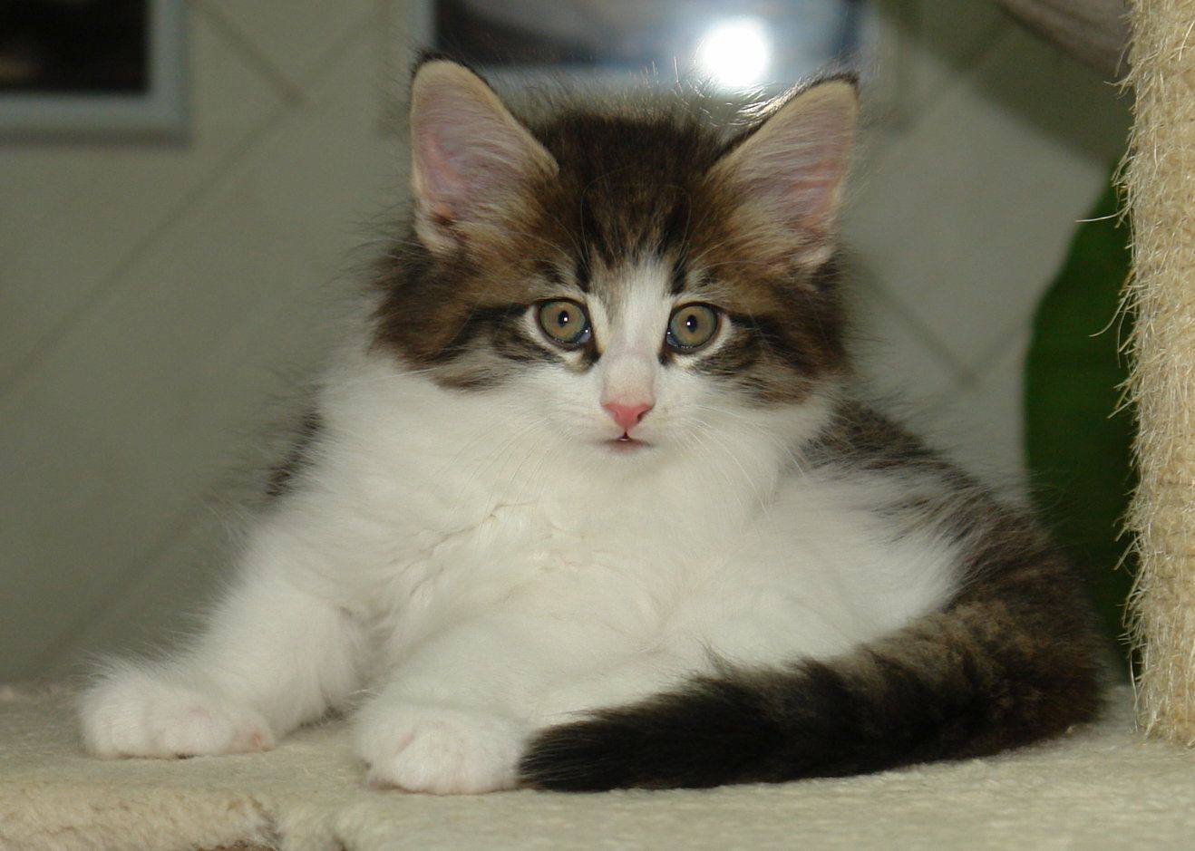 Norwegische Waldkatzen mit Papieren