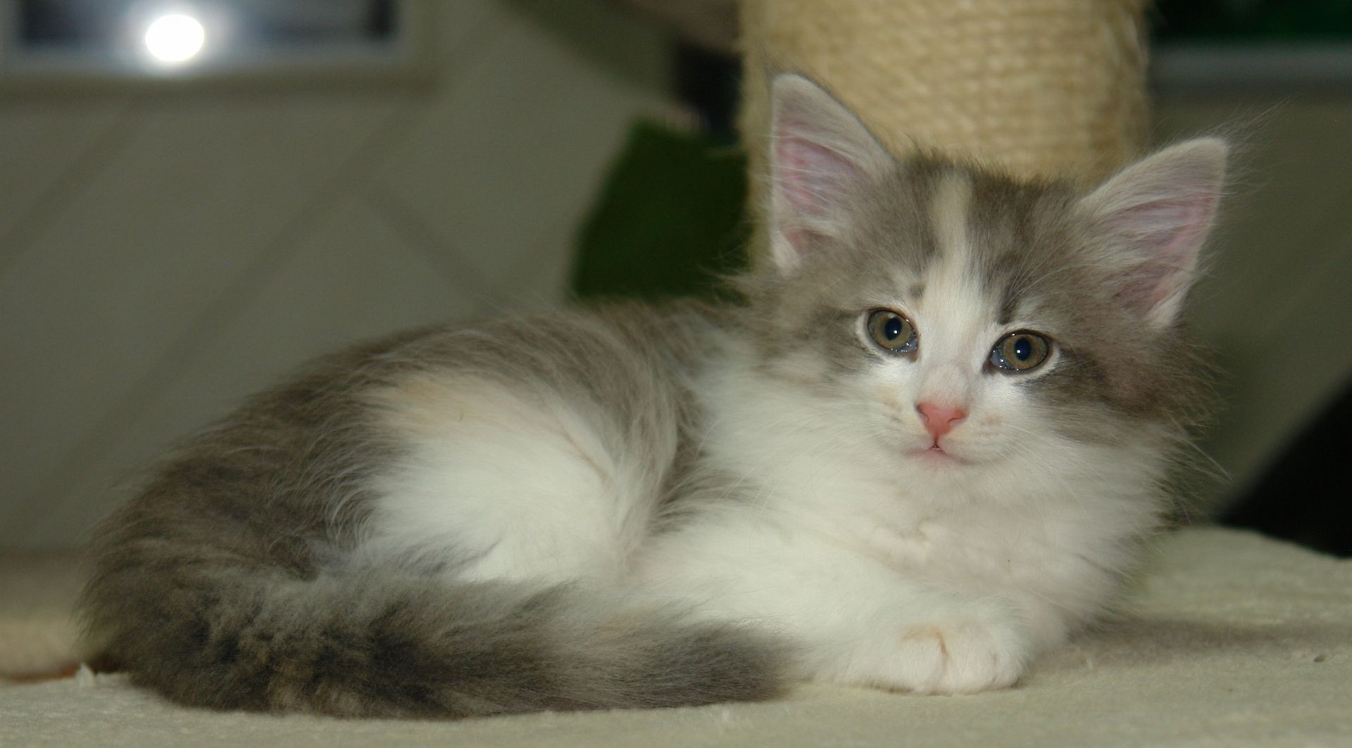 Norwegische Waldkatzen mit Papieren