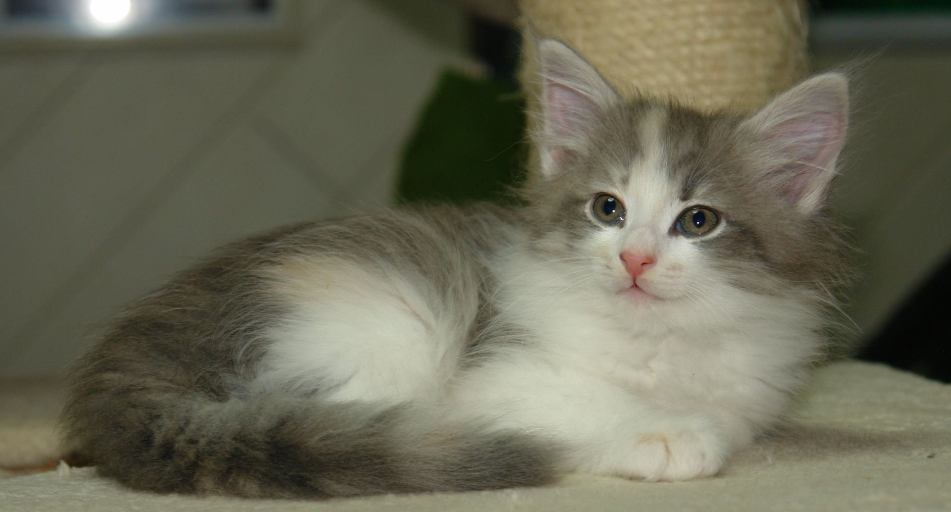 Norwegische Waldkatzen mit Papieren