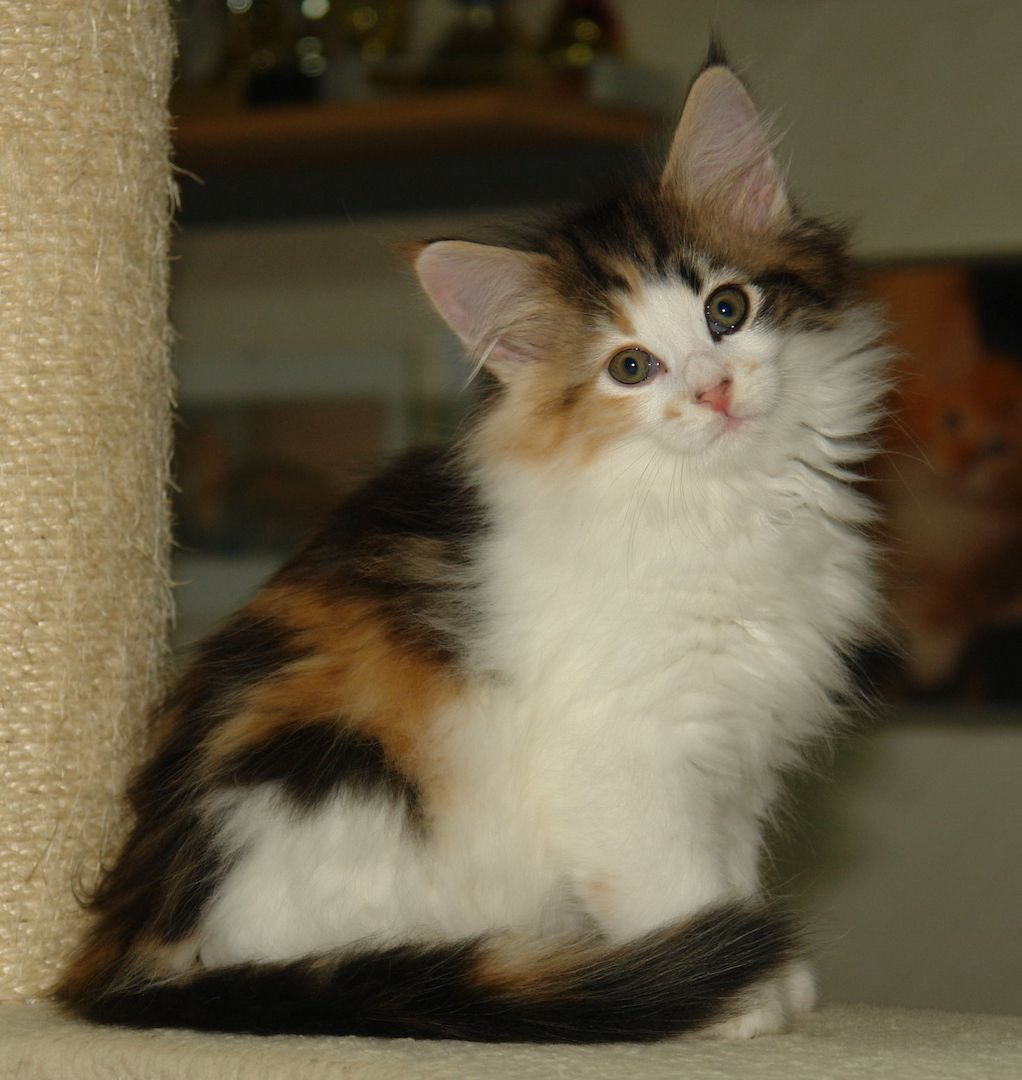 Norwegische Waldkatzen mit Papieren