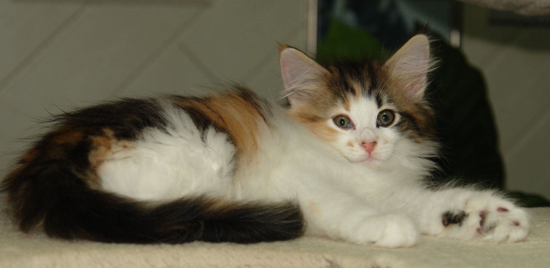 Norwegische Waldkatzen mit Papieren