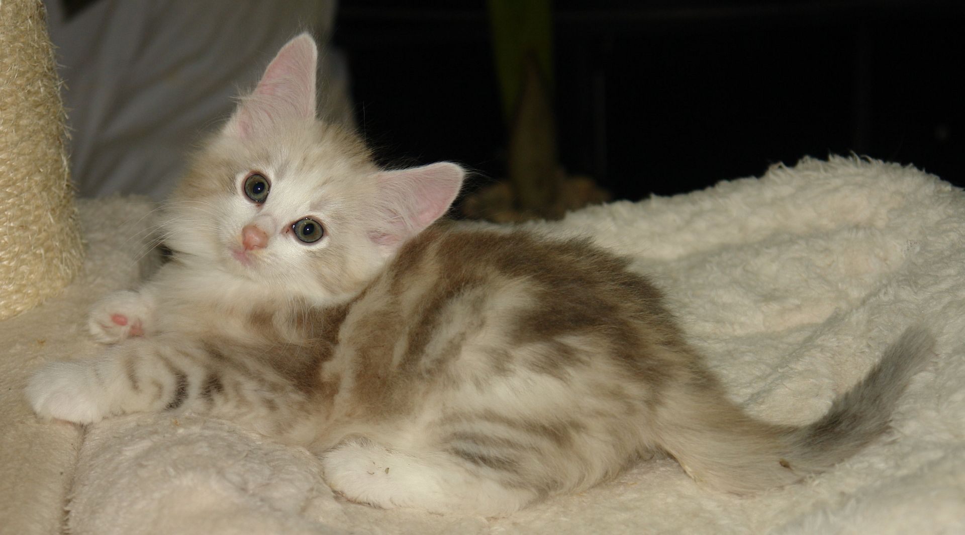 Norwegische Waldkatzen mit Papieren