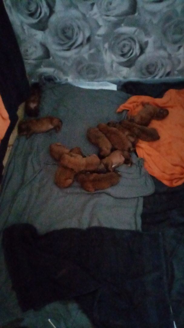 Bordeaux doggen welpen Bordeaux doggen welpen