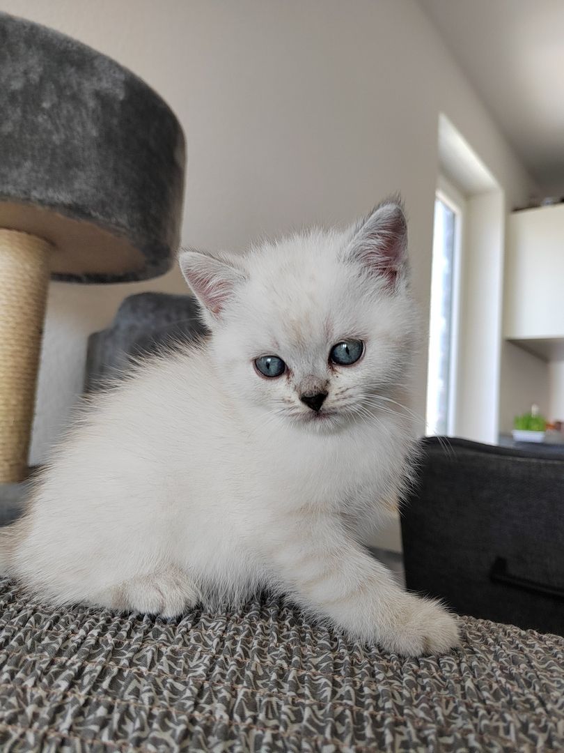 BKH Kitten