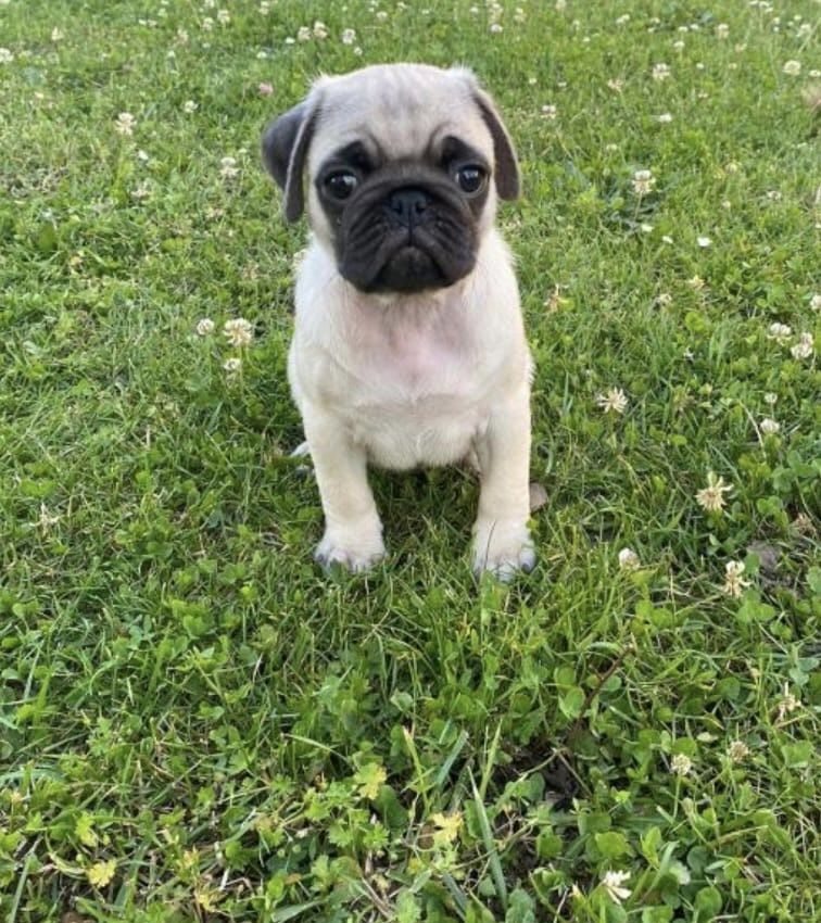 Mops sucht ein schönes Zuhause