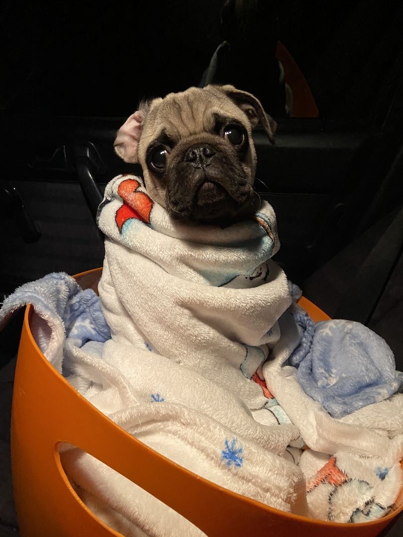 Mops sucht ein schönes Zuhause