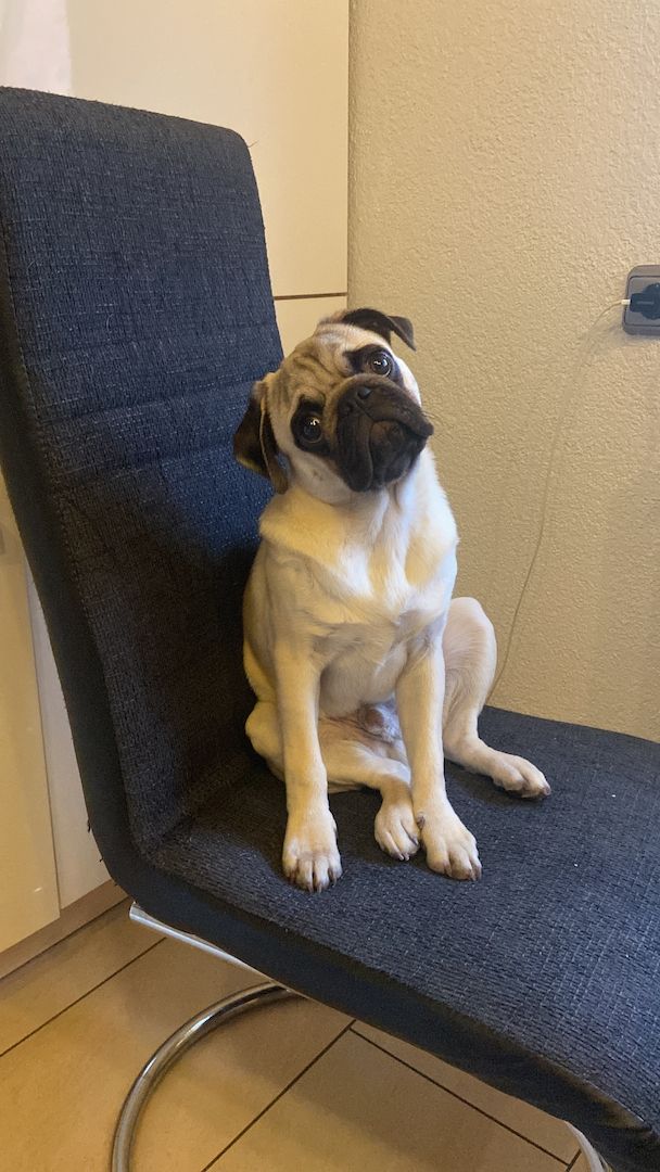 Mops sucht ein schönes Zuhause