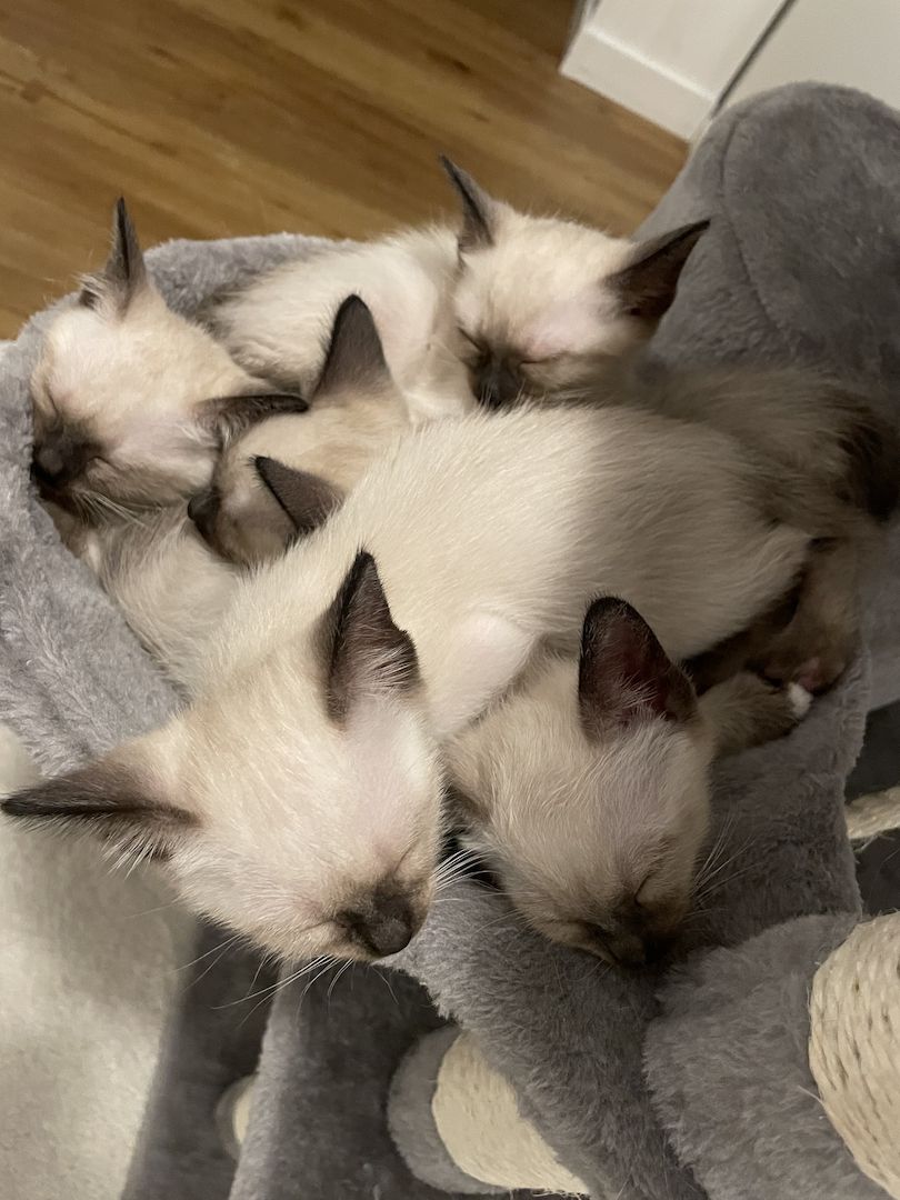 Reinrassige Siam Kitten ❤️