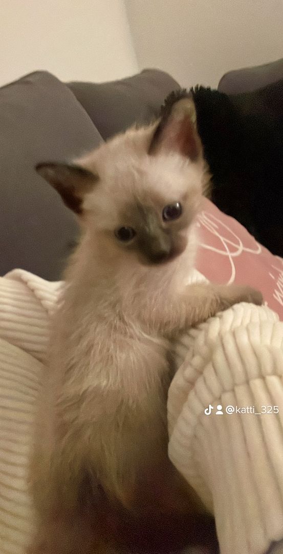 Reinrassige Siam Kitten ❤️