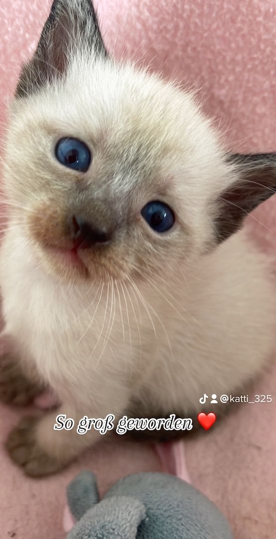 Reinrassige Siam Kitten ❤️