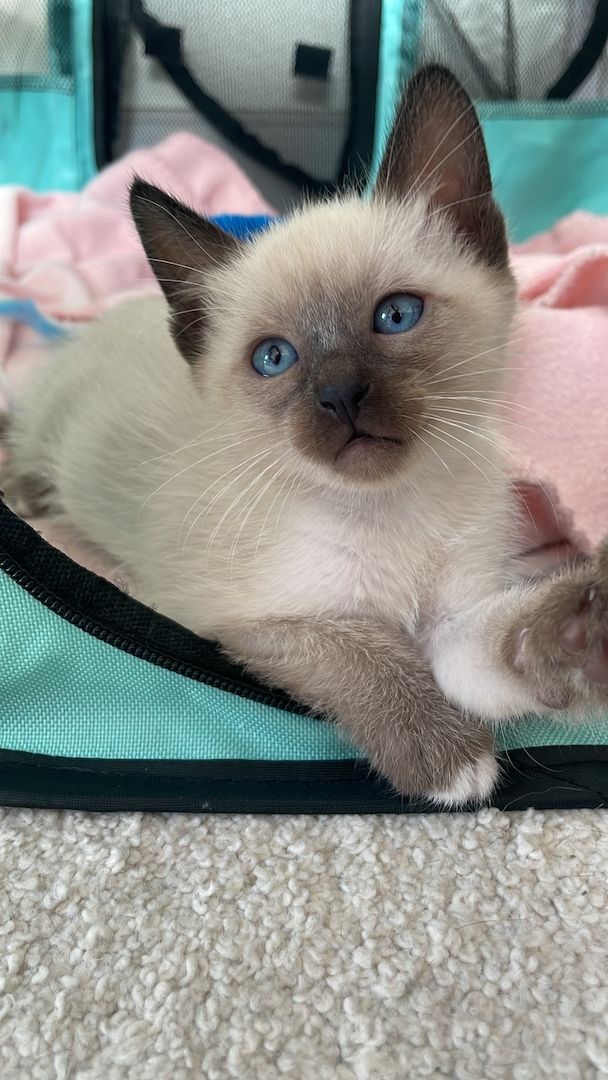 Reinrassige Siam Kitten ❤️