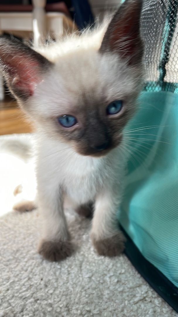 Reinrassige Siam Kitten ❤️