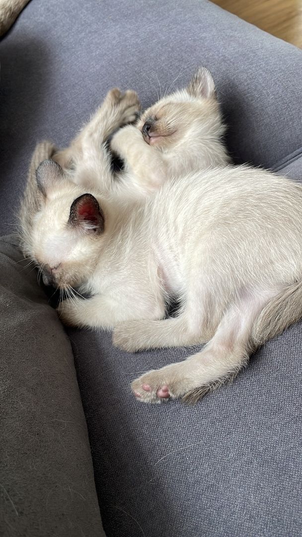 Reinrassige Siam Kitten ❤️