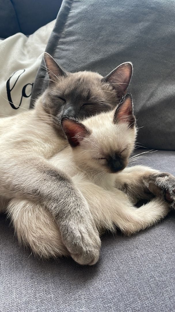 Reinrassige Siam Kitten ❤️