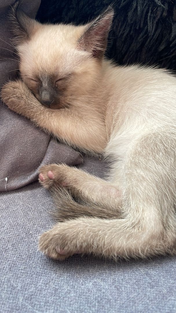 Reinrassige Siam Kitten ❤️