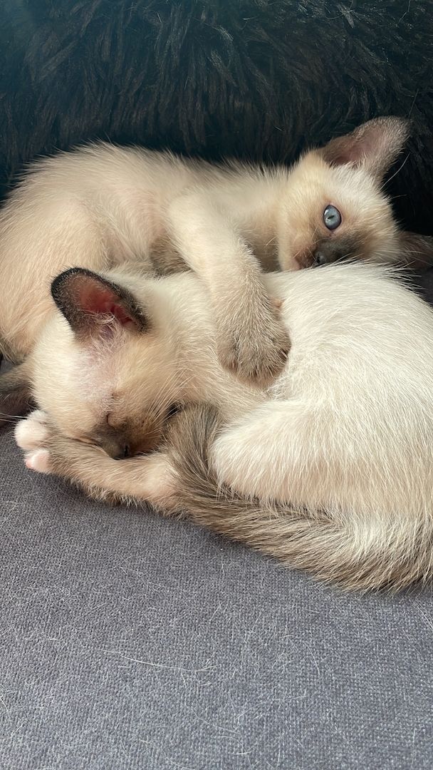 Reinrassige Siam Kitten ❤️