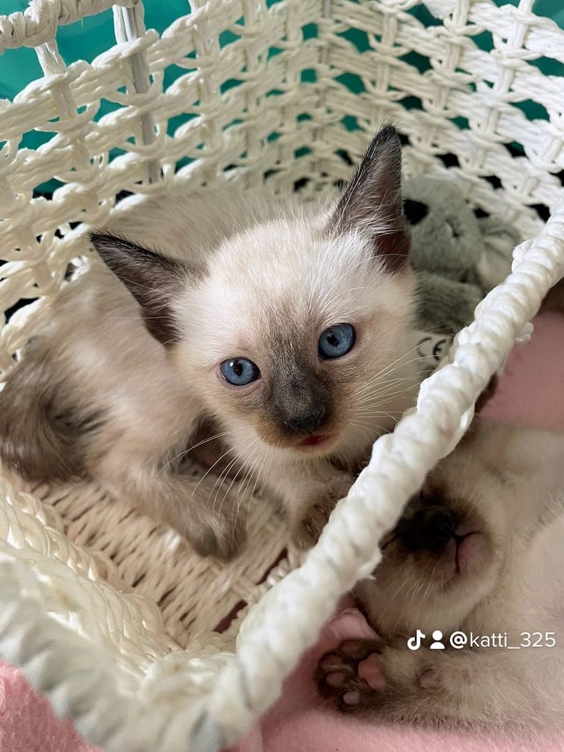 Reinrassige Siam Kitten ❤️