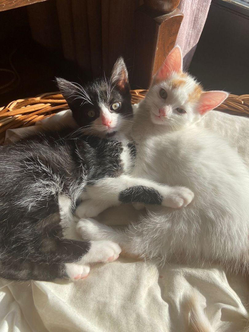 Drei kleine Kätzchen