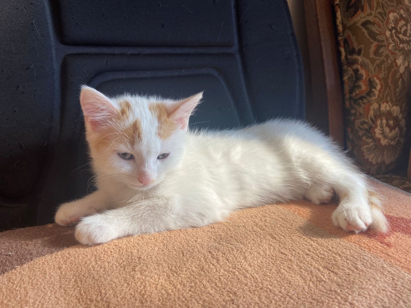 Drei kleine Kätzchen