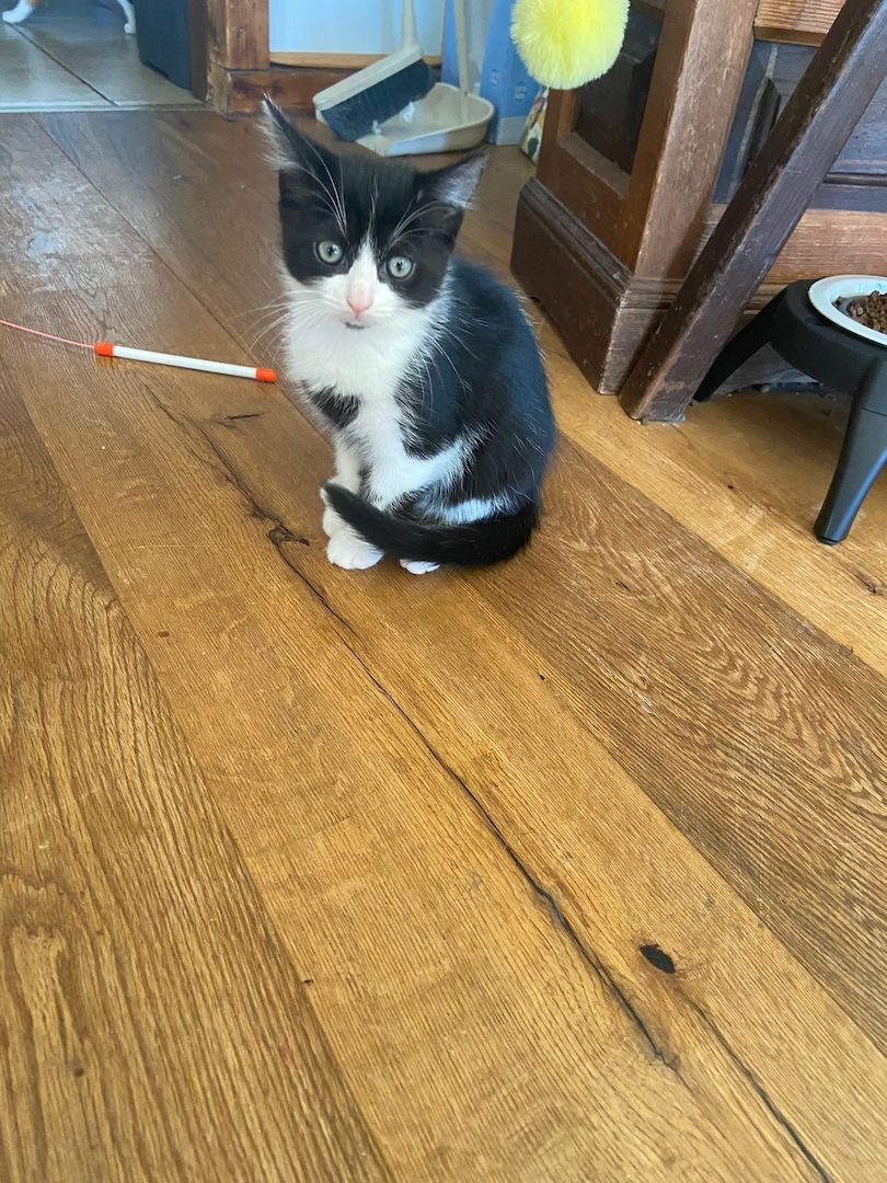 Drei kleine Kätzchen