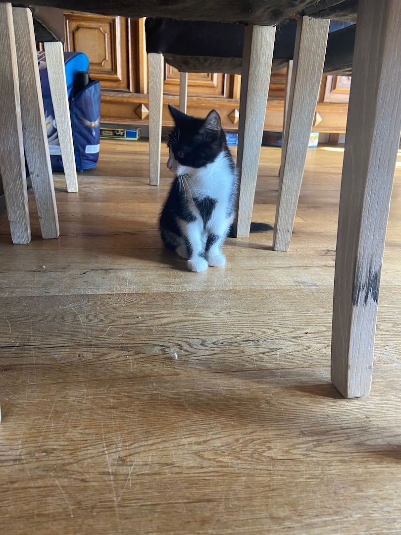 Drei kleine Kätzchen