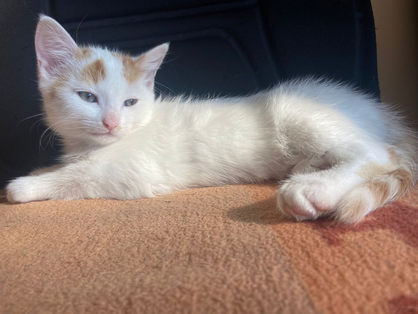 Drei kleine Kätzchen