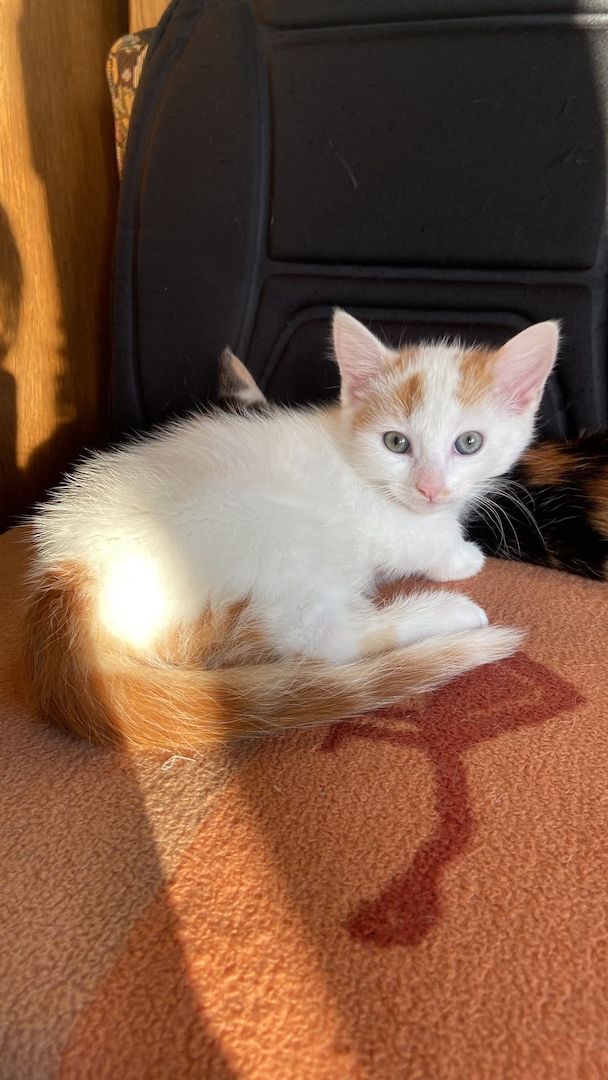 Drei kleine Kätzchen