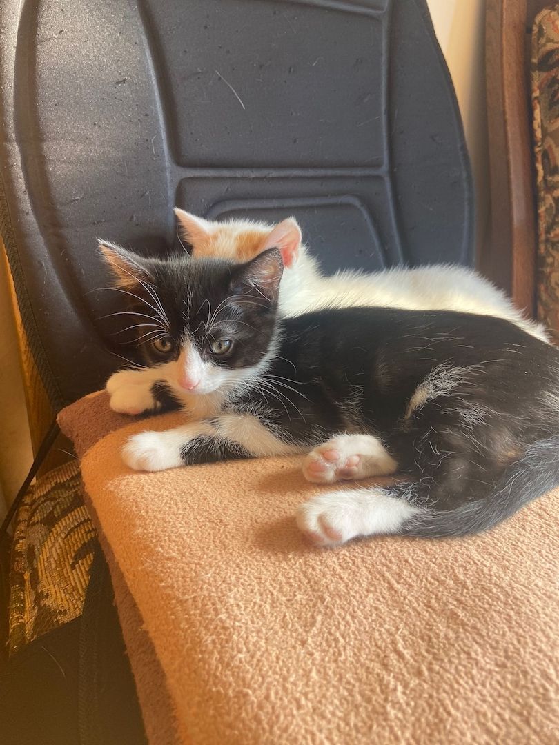 Drei kleine Kätzchen