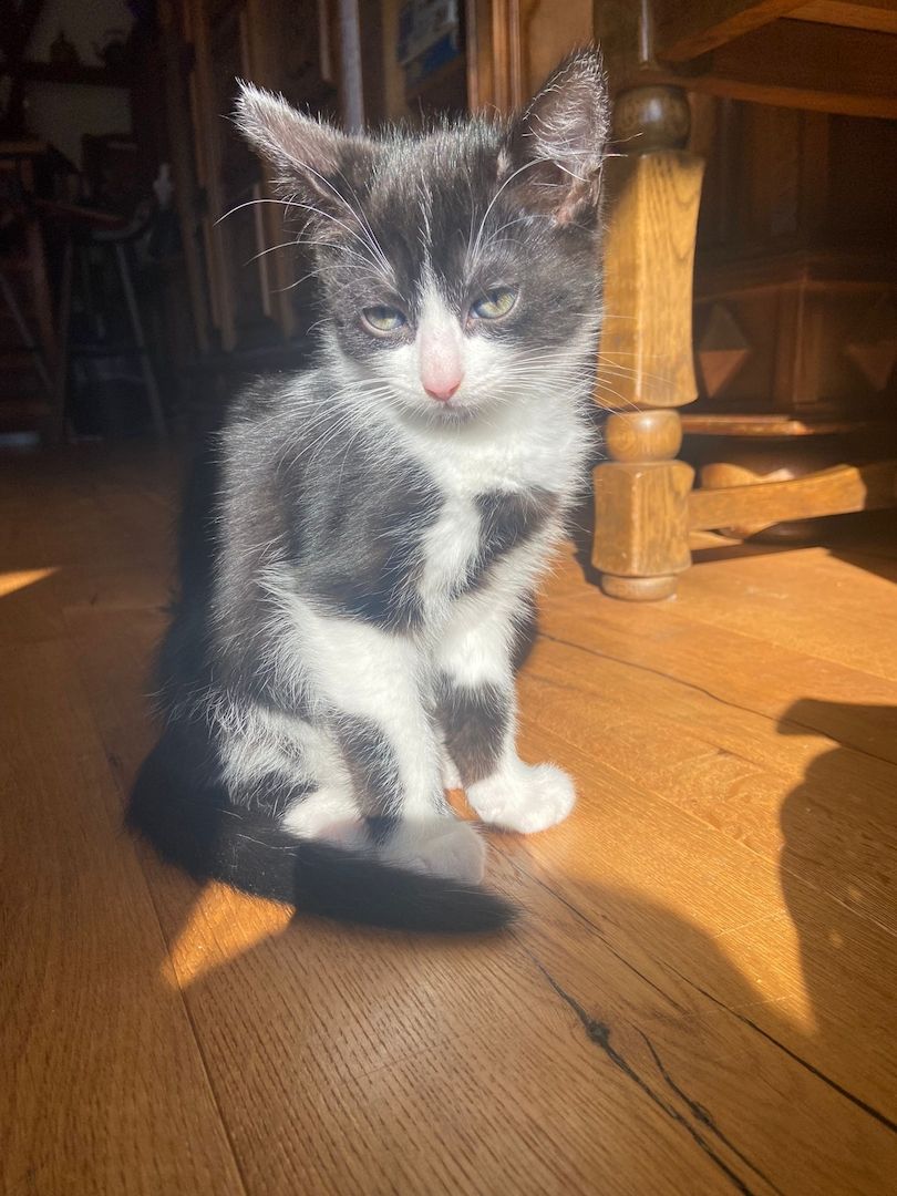 Drei kleine Kätzchen