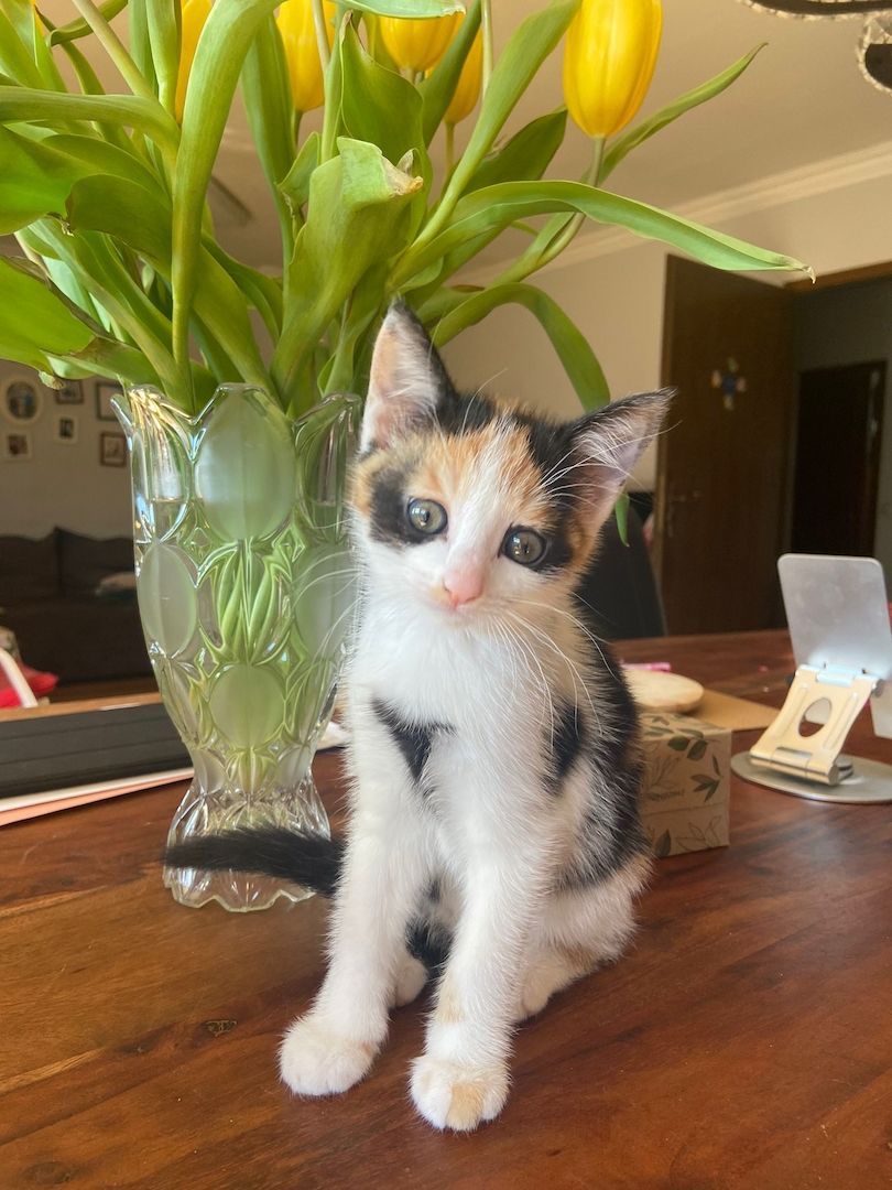 Drei kleine Kätzchen