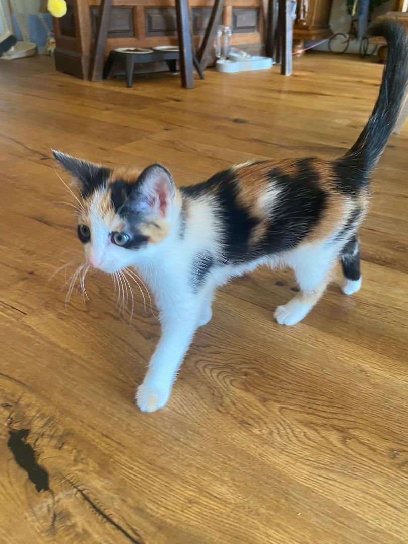 Drei kleine Kätzchen