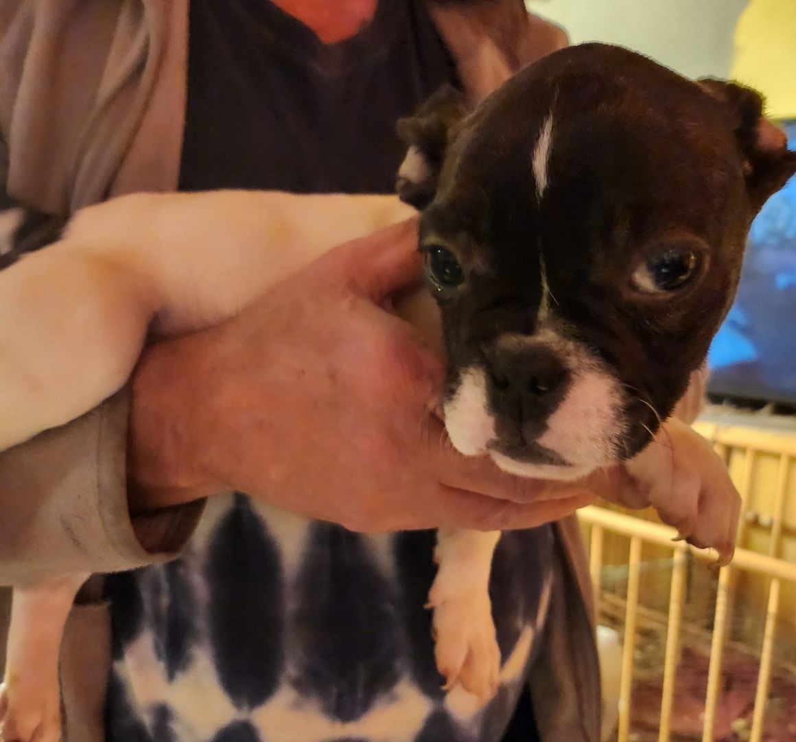 Französische Bulldogge