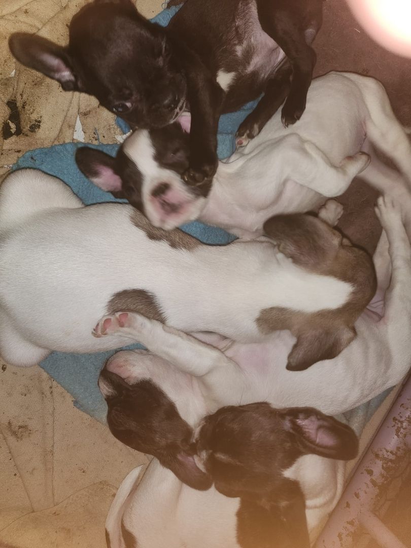 Französische Bulldogge