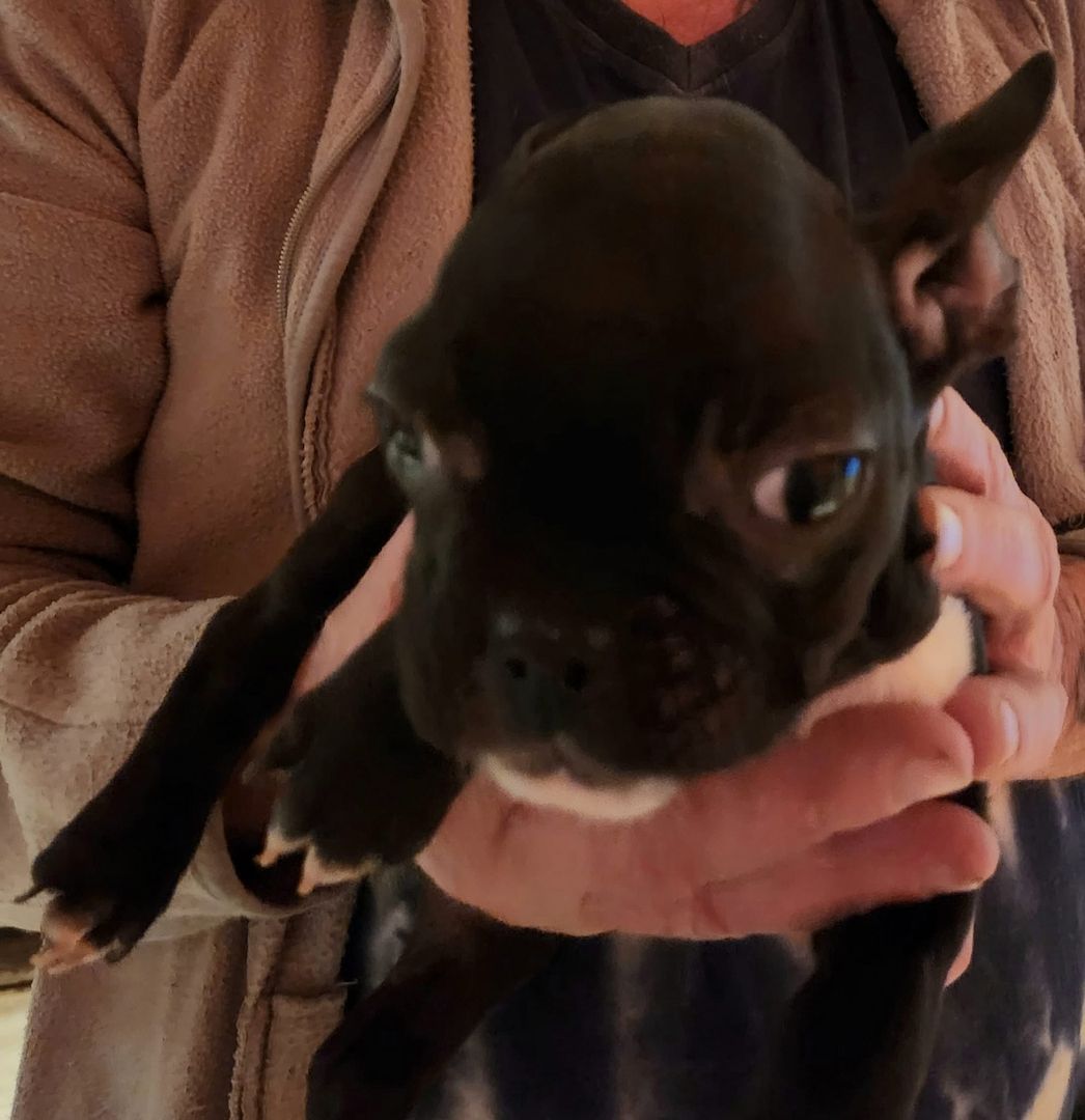 Französische Bulldogge