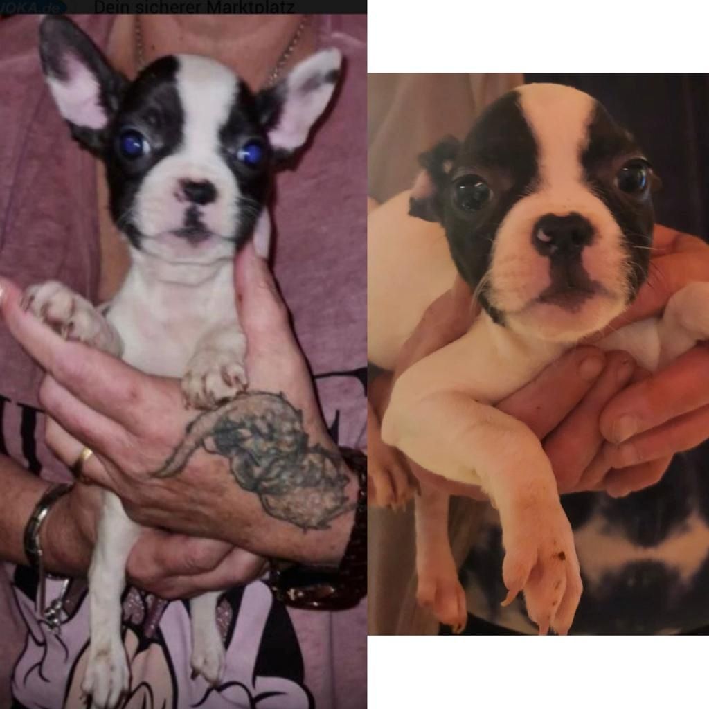 Französische Bulldogge