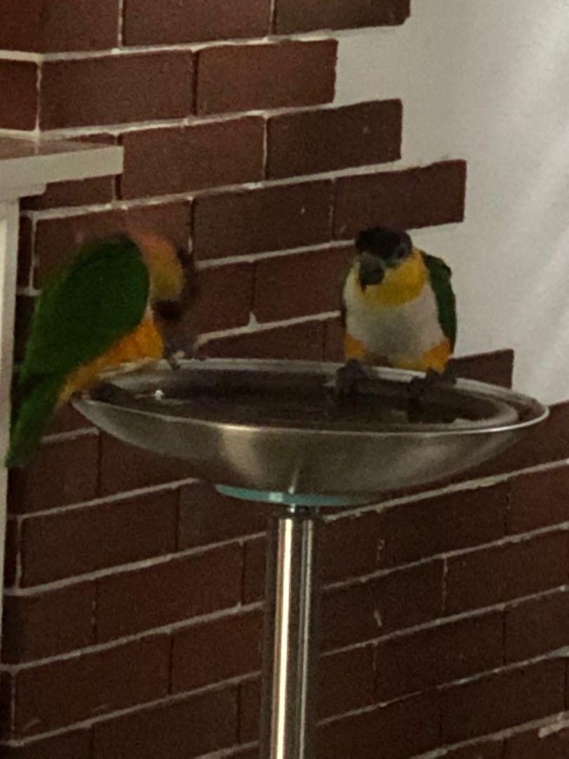 2 Grünzügelpapageien 2 Grünzügelpapageien