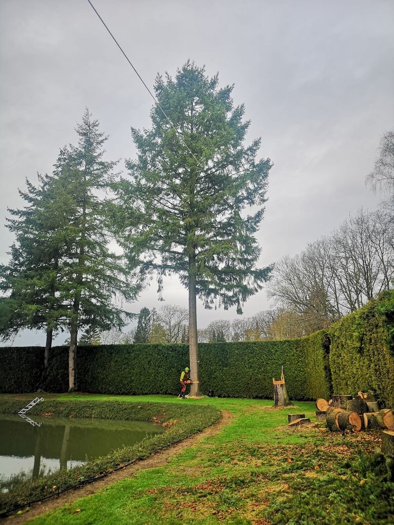Junges Baumkletterteam fällt Ihre schwierigsten 🌳 Bäume.