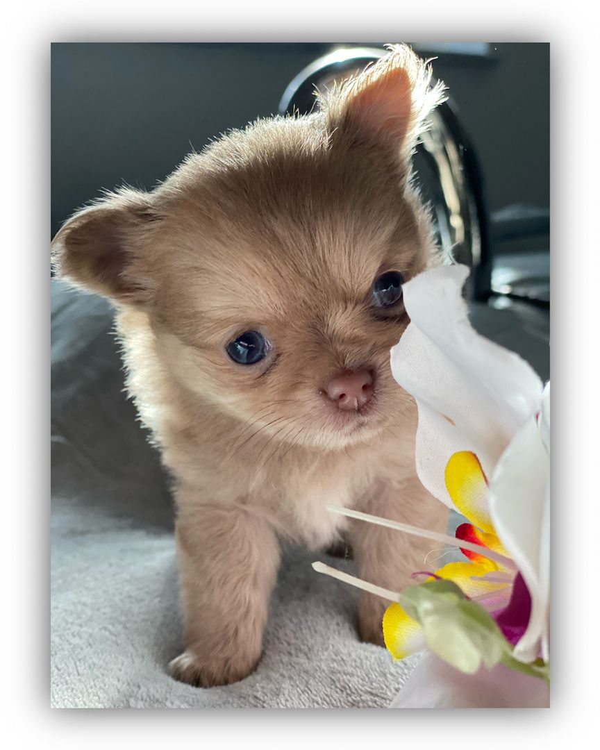 Dringend! Chihuahua Welpen