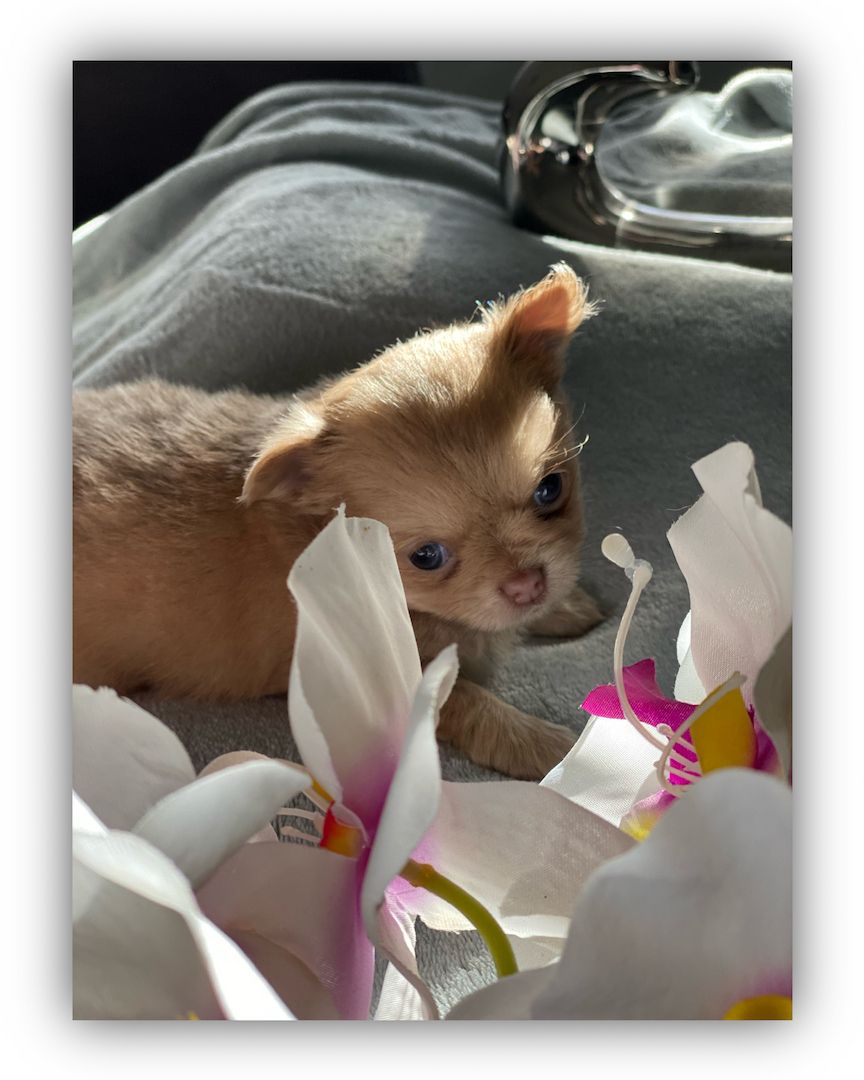 Dringend! Chihuahua Welpen