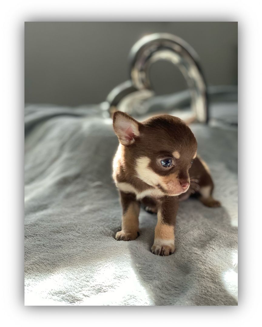 Dringend! Chihuahua Welpen