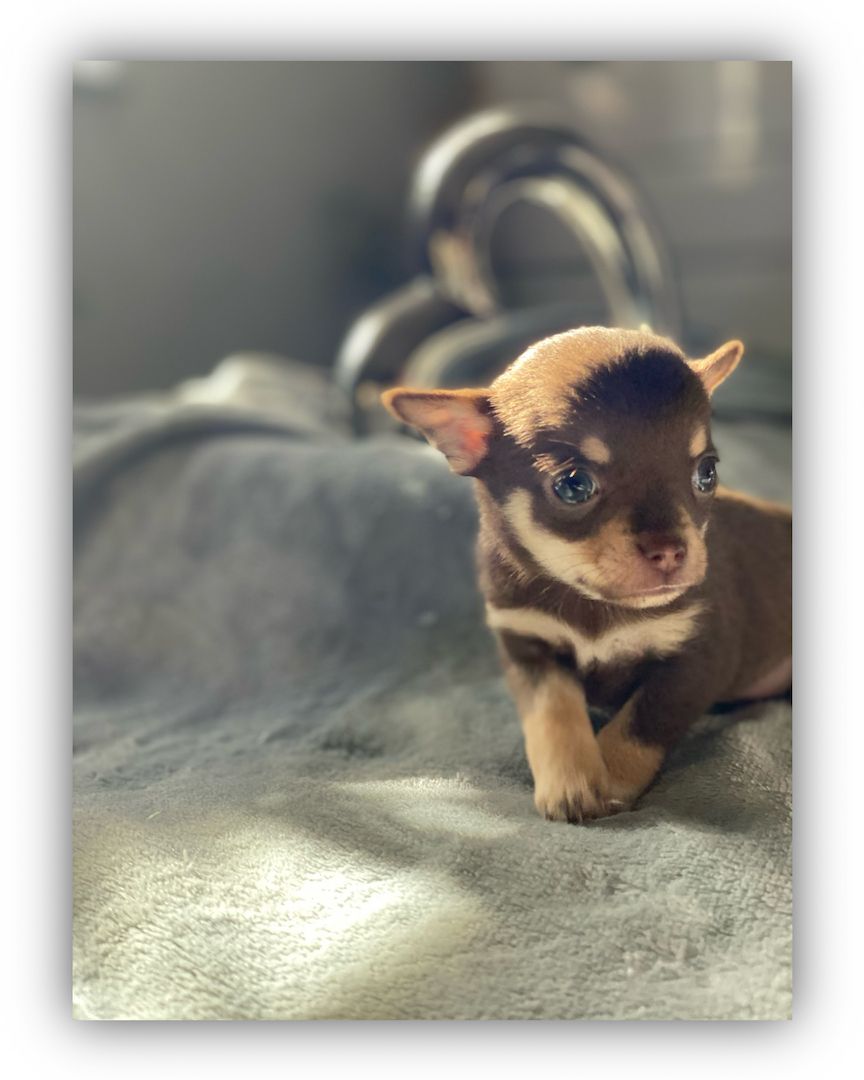 Dringend! Chihuahua Welpen